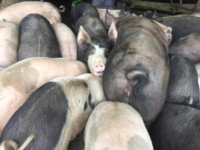 DAR Ridge Farm Pigs