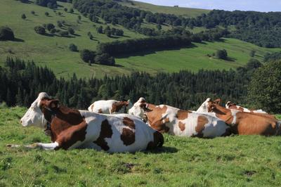  - Cows on Hill